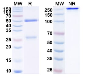 SDS-PAGE - Anti-PCSK9 Antibody [MEDI4166] Biosimilar - BSA and Azide free (A340175) - Antibodies.com