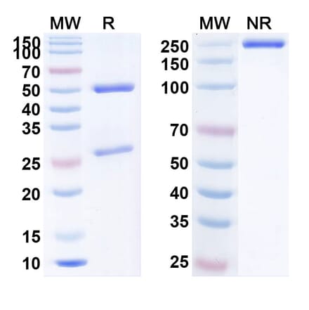 SDS-PAGE - Anti-PCSK9 Antibody [S92] Biosimilar - BSA and Azide free (A340176) - Antibodies.com