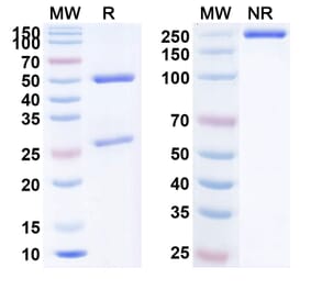 SDS-PAGE - Anti-PCSK9 Antibody [B1655] Biosimilar - BSA and Azide free (A340177) - Antibodies.com