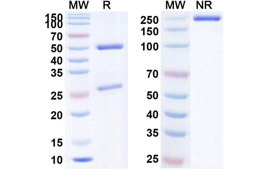 SDS-PAGE - Anti-PCSK9 Antibody [B1655] Biosimilar - BSA and Azide free (A340177) - Antibodies.com