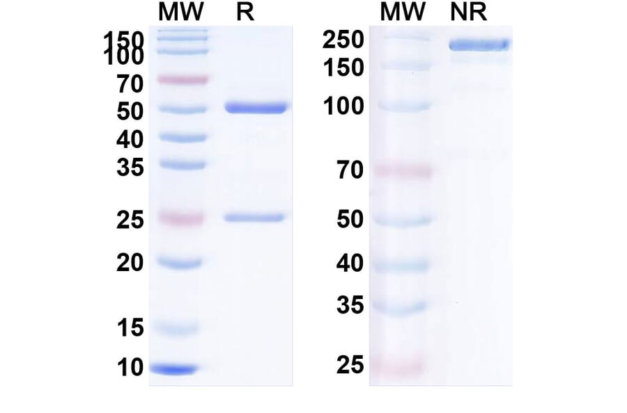 SDS-PAGE - Anti-PD 1 Antibody [AMP-514] Biosimilar - BSA and Azide free (A340179) - Antibodies.com