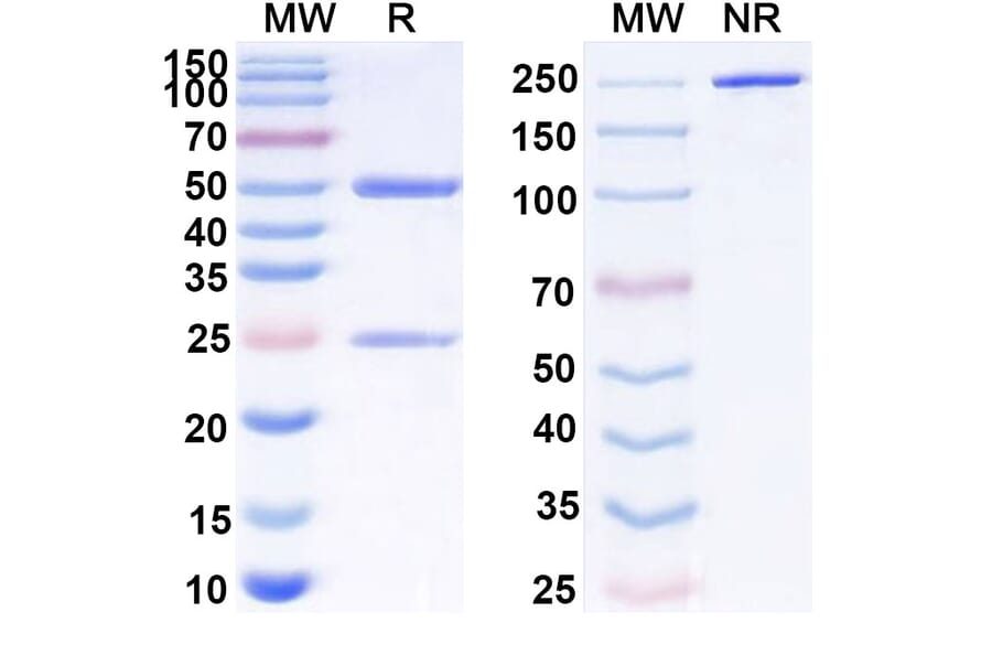 SDS-PAGE - Anti-PD 1 Antibody [CC-96] Biosimilar - BSA and Azide free (A340180) - Antibodies.com