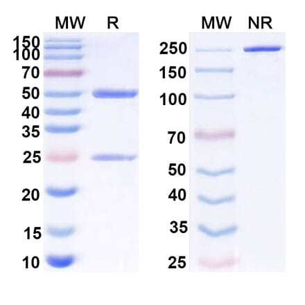SDS-PAGE - Anti-PD 1 Antibody [CC-96] Biosimilar - BSA and Azide free (A340180) - Antibodies.com