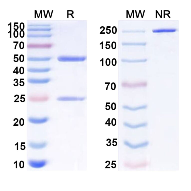 SDS-PAGE - Anti-PD 1 Antibody [CC-96] Biosimilar - BSA and Azide free (A340180) - Antibodies.com
