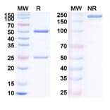 SDS-PAGE - Anti-PD 1 Antibody [BAT136] Biosimilar - BSA and Azide free (A340182) - Antibodies.com
