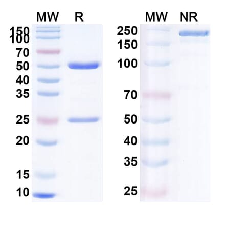 SDS-PAGE - Anti-PD 1 Antibody [LZM9] Biosimilar - BSA and Azide free (A340184) - Antibodies.com