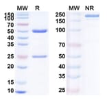 SDS-PAGE - Anti-PD 1 Antibody [LVGN3616] Biosimilar - BSA and Azide free (A340185) - Antibodies.com