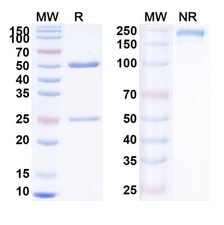 SDS-PAGE - Anti-PD 1 Antibody [MW11-h317] Biosimilar - BSA and Azide free (A340186) - Antibodies.com
