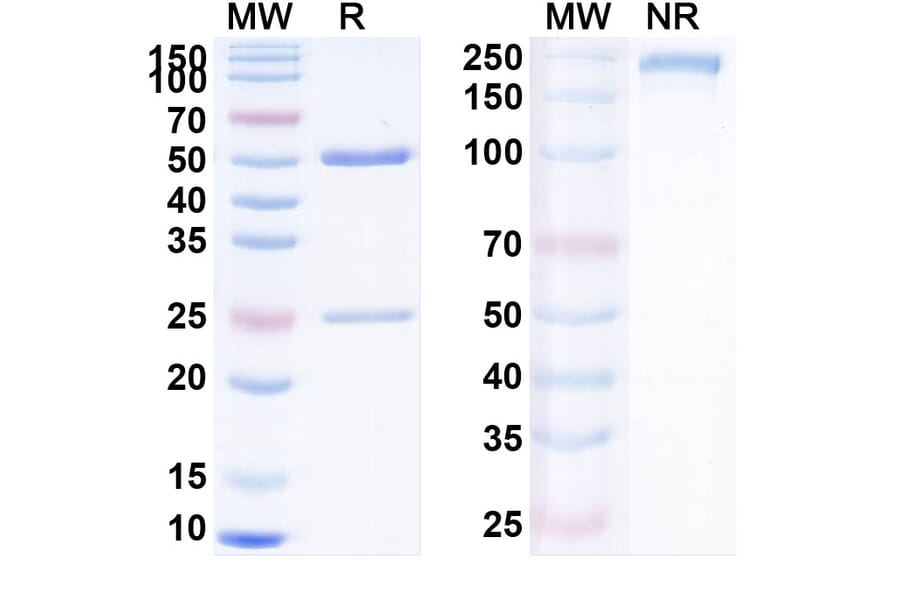 SDS-PAGE - Anti-PD 1 Antibody [RTX-2] Biosimilar - BSA and Azide free (A340187) - Antibodies.com