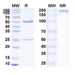SDS-PAGE - Anti-PD 1 Antibody [STI-111] Biosimilar - BSA and Azide free (A340188) - Antibodies.com