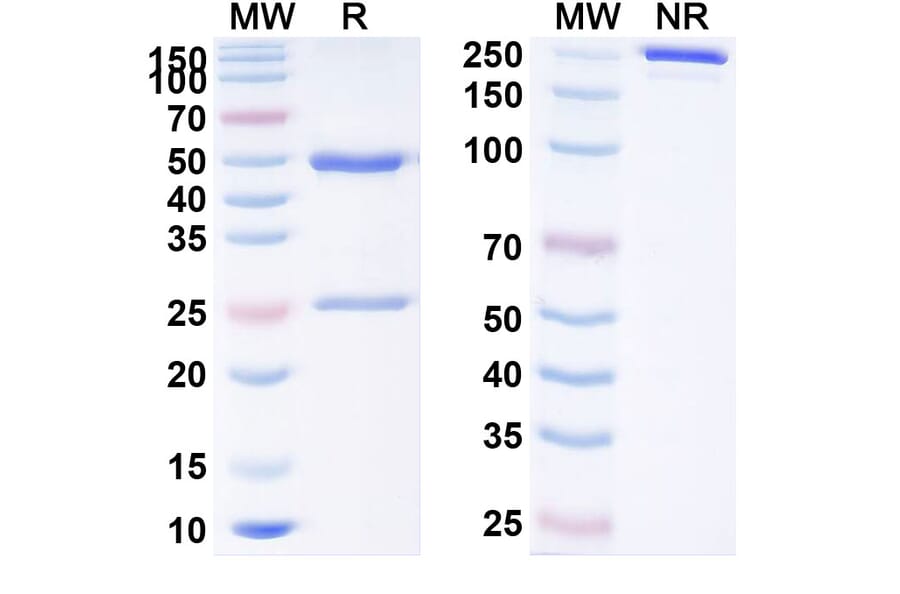 SDS-PAGE - Anti-PD 1 Antibody [SG1] Biosimilar - BSA and Azide free (A340190) - Antibodies.com