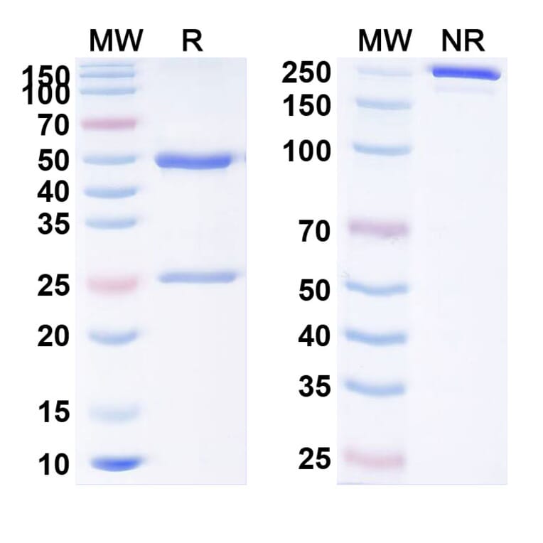 SDS-PAGE - Anti-PD 1 Antibody [Sym21] Biosimilar - BSA and Azide free (A340191) - Antibodies.com