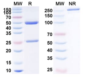 SDS-PAGE - Anti-PDGF B Antibody [MOR-8457] Biosimilar - BSA and Azide free (A340192) - Antibodies.com