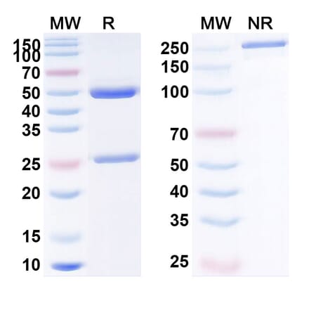 SDS-PAGE - Anti-PDGF B Antibody [MOR-8457] Biosimilar - BSA and Azide free (A340192) - Antibodies.com