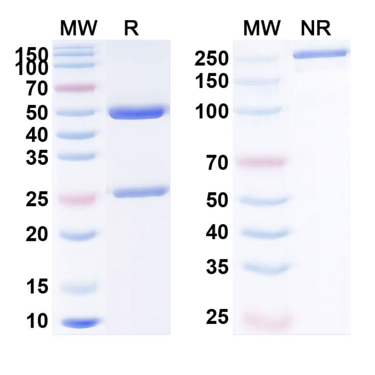 SDS-PAGE - Anti-PDGF B Antibody [MOR-8457] Biosimilar - BSA and Azide free (A340192) - Antibodies.com