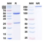 SDS-PAGE - Anti-PDGF B Antibody [MOR-8457] Biosimilar - BSA and Azide free (A340192) - Antibodies.com