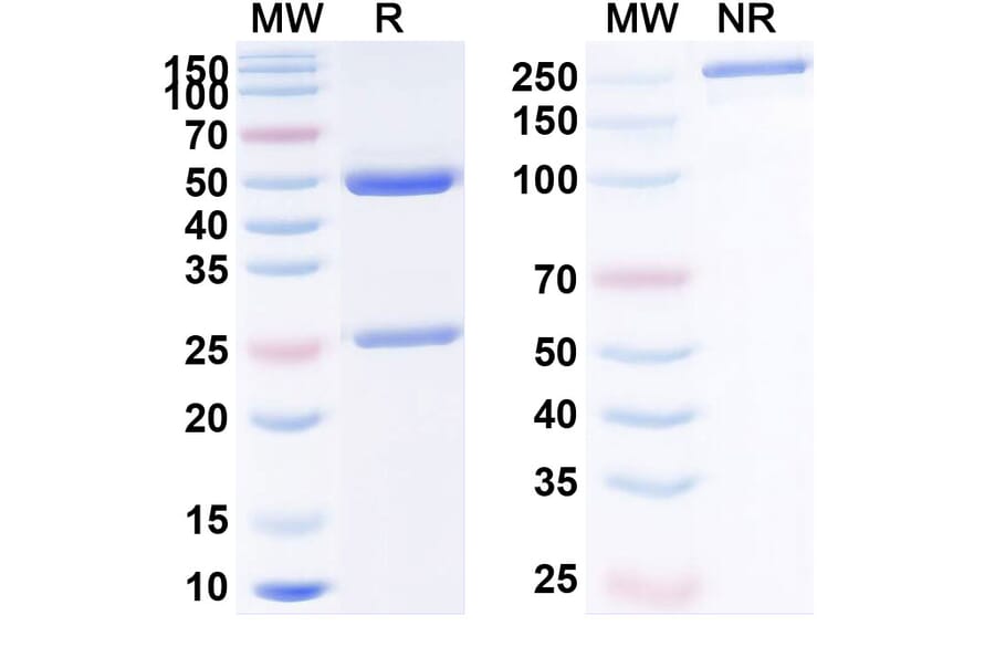 SDS-PAGE - Anti-PD-L1 Antibody [ABM11] Biosimilar - BSA and Azide free (A340195) - Antibodies.com
