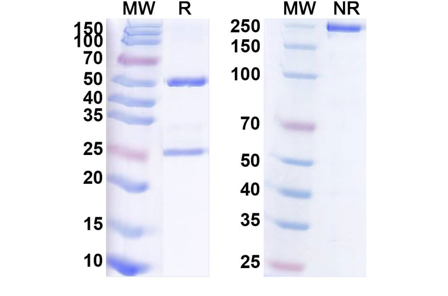 SDS-PAGE - Anti-PD-L1 Antibody [APL 52] Biosimilar - BSA and Azide free (A340197) - Antibodies.com