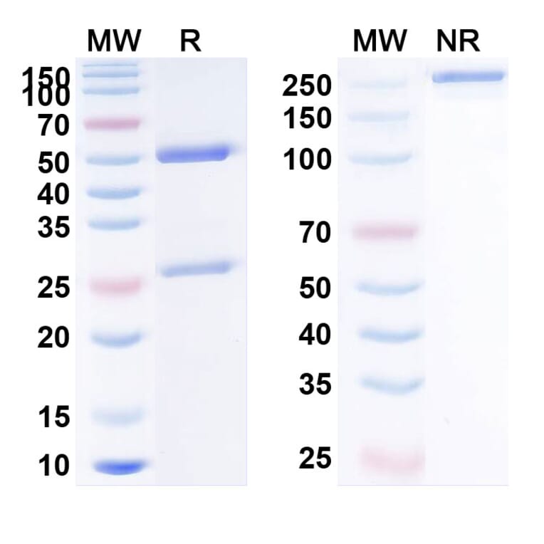 SDS-PAGE - Anti-PD-L1 Antibody [GR145] Biosimilar - BSA and Azide free (A340199) - Antibodies.com