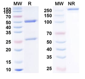 SDS-PAGE - Anti-PD-L1 Antibody [PDL-GEX] Biosimilar - BSA and Azide free (A340200) - Antibodies.com