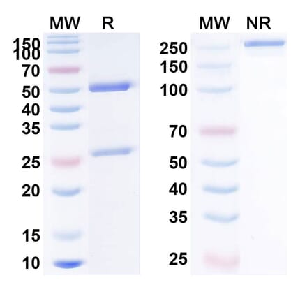 SDS-PAGE - Anti-PD-L1 Antibody [IMC-1] Biosimilar - BSA and Azide free (A340201) - Antibodies.com