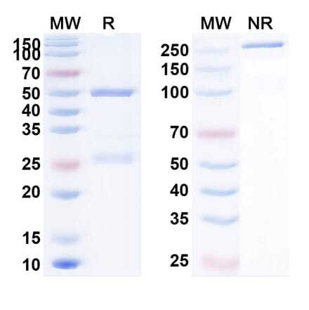 SDS-PAGE - Anti-PD-L1 Antibody [IMM2511] Biosimilar - BSA and Azide free (A340202) - Antibodies.com