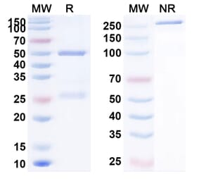 SDS-PAGE - Anti-PD-L1 Antibody [MDX-115] Biosimilar - BSA and Azide free (A340204) - Antibodies.com