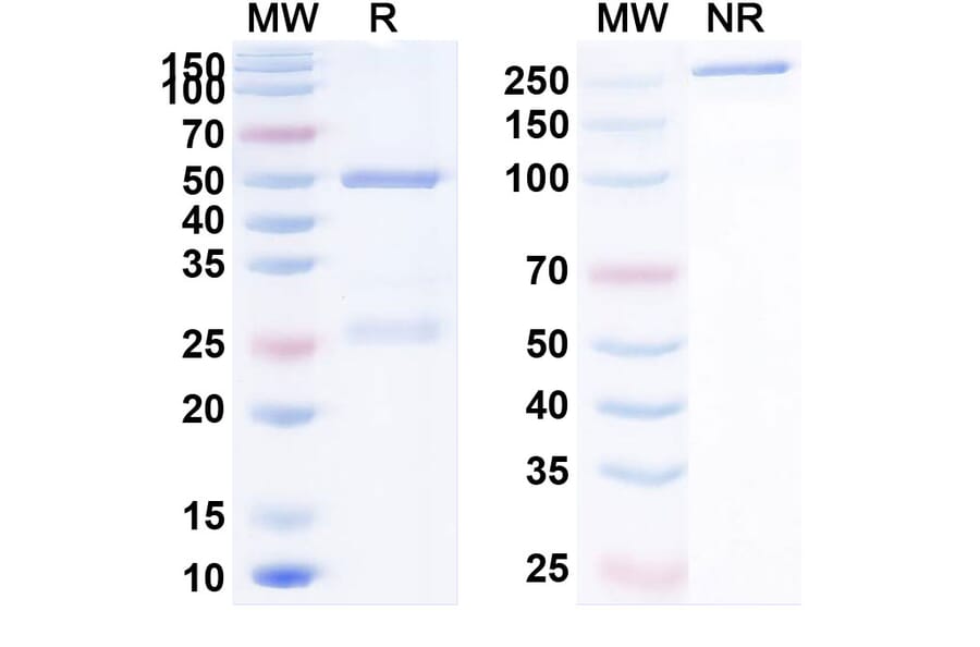 SDS-PAGE - Anti-PD-L1 Antibody [MDX-115] Biosimilar - BSA and Azide free (A340204) - Antibodies.com