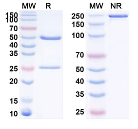 SDS-PAGE - Anti-PD-L1 Antibody [SGNPDL1V] Biosimilar - BSA and Azide free (A340206) - Antibodies.com