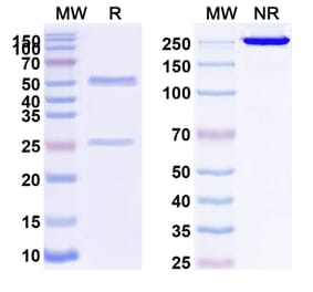 SDS-PAGE - Anti-PODXL Antibody [MAI1738] Biosimilar - BSA and Azide free (A340208) - Antibodies.com