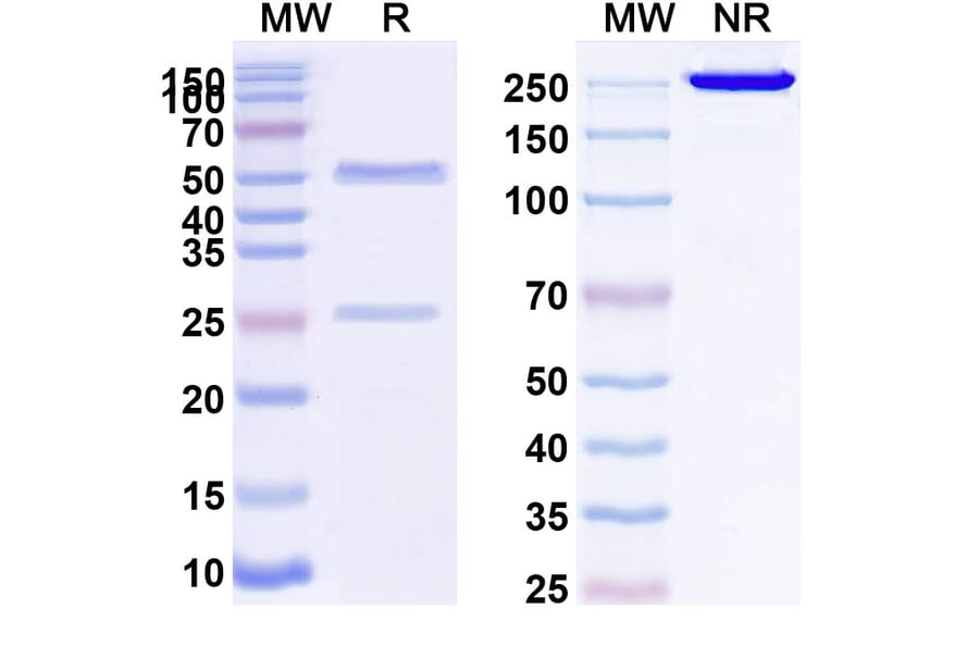 SDS-PAGE - Anti-PODXL Antibody [MAI1738] Biosimilar - BSA and Azide free (A340208) - Antibodies.com