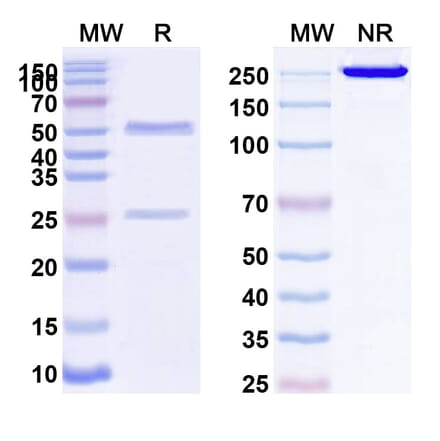 SDS-PAGE - Anti-PODXL Antibody [MAI1738] Biosimilar - BSA and Azide free (A340208) - Antibodies.com