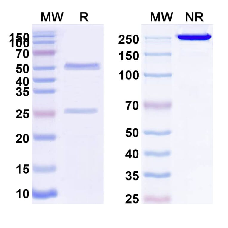 SDS-PAGE - Anti-PODXL Antibody [MAI1738] Biosimilar - BSA and Azide free (A340208) - Antibodies.com