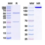 SDS-PAGE - Anti-PODXL Antibody [MAI1738] Biosimilar - BSA and Azide free (A340208) - Antibodies.com