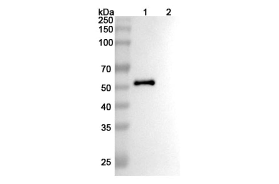 SDS-PAGE - Anti-PODXL Antibody [MAI1738] Biosimilar - BSA and Azide free (A340208) - Antibodies.com