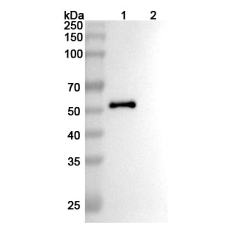 SDS-PAGE - Anti-PODXL Antibody [MAI1738] Biosimilar - BSA and Azide free (A340208) - Antibodies.com
