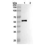SDS-PAGE - Anti-PODXL Antibody [MAI1738] Biosimilar - BSA and Azide free (A340208) - Antibodies.com