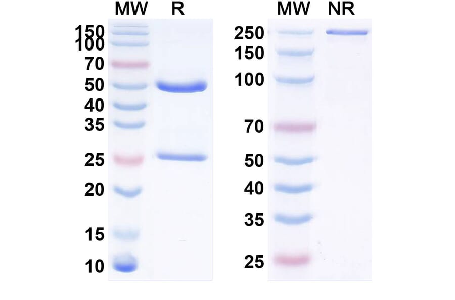 SDS-PAGE - Anti-Prolactin Receptor Antibody [BAY 115861] Biosimilar - BSA and Azide free (A340211) - Antibodies.com