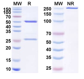 SDS-PAGE - Anti-Prolactin Receptor Antibody [REGN2878-DM1] Biosimilar - BSA and Azide free (A340212) - Antibodies.com