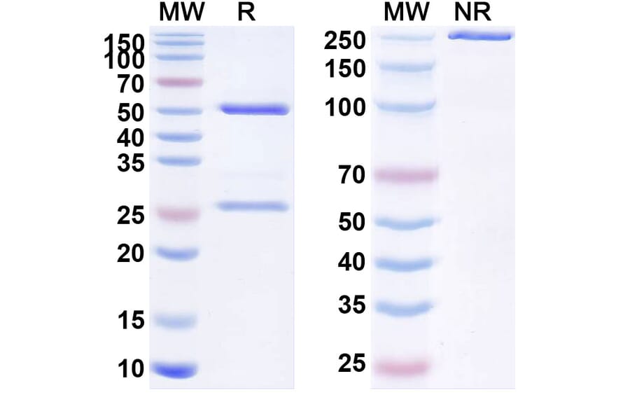SDS-PAGE - Anti-Prolactin Receptor Antibody [REGN2878-DM1] Biosimilar - BSA and Azide free (A340212) - Antibodies.com