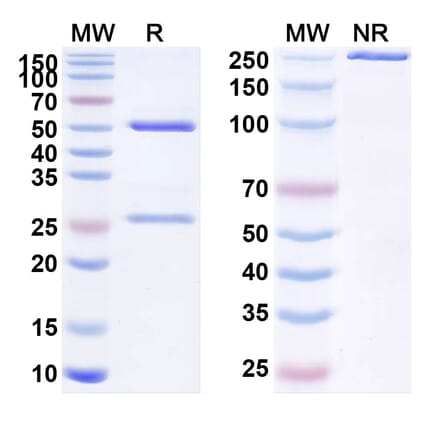 SDS-PAGE - Anti-PSCA Antibody [AGS-1C4D4] Biosimilar - BSA and Azide free (A340214) - Antibodies.com