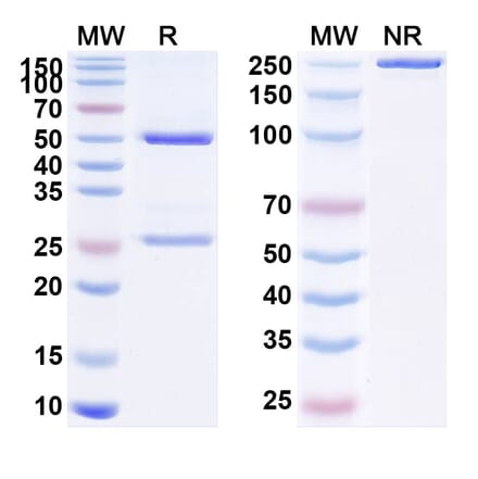 SDS-PAGE - Anti-PSCA Antibody [BPX-61] Biosimilar - BSA and Azide free (A340215) - Antibodies.com