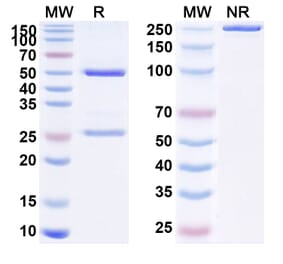 SDS-PAGE - Anti-PSCA Antibody [GEM 3 PSCA] Biosimilar - BSA and Azide free (A340216) - Antibodies.com