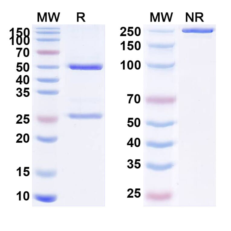 SDS-PAGE - Anti-PSMA Antibody [MEDI3726] Biosimilar - BSA and Azide free (A340217) - Antibodies.com