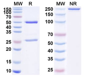 SDS-PAGE - Anti-PSMA Antibody [ARX517] Biosimilar - BSA and Azide free (A340218) - Antibodies.com