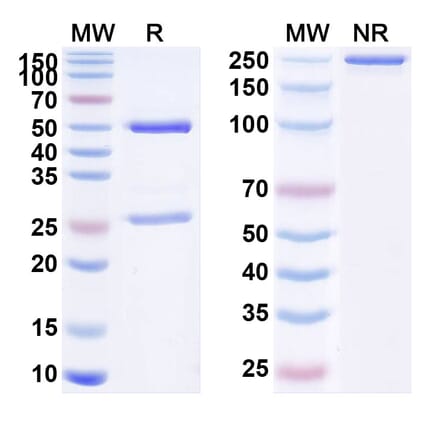 SDS-PAGE - Anti-PSMA Antibody [ARX517] Biosimilar - BSA and Azide free (A340218) - Antibodies.com