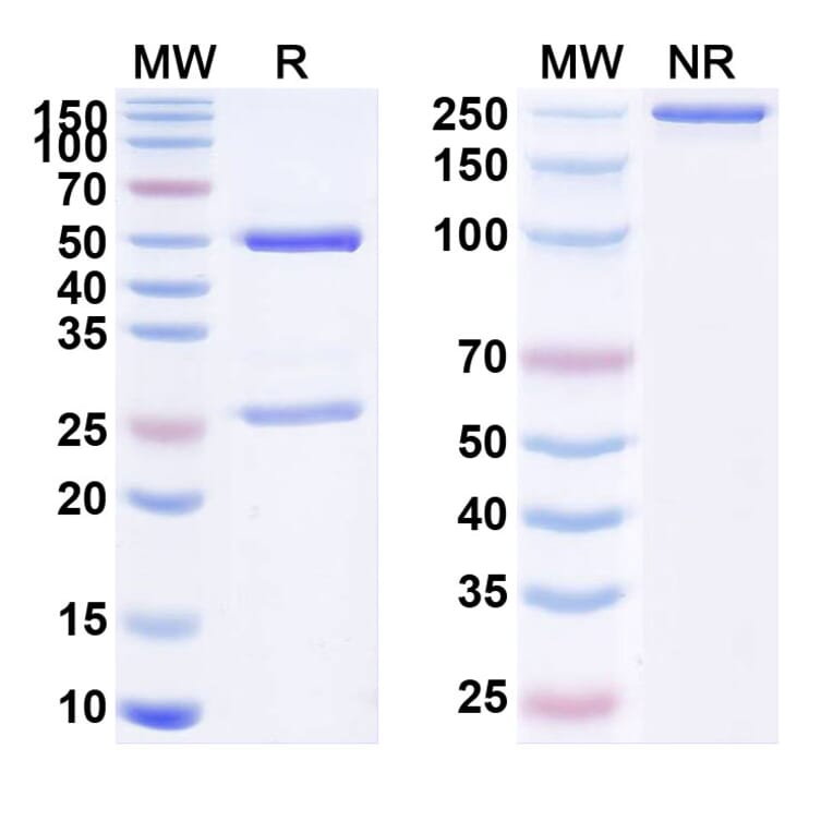 SDS-PAGE - Anti-TM4SF1 Antibody [AGX-A7] Biosimilar - BSA and Azide free (A340219) - Antibodies.com