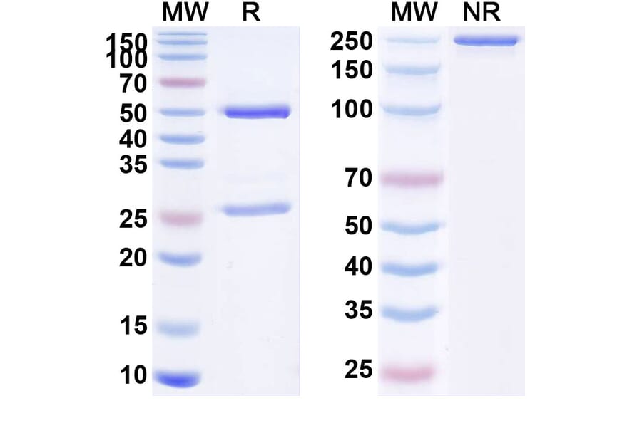 SDS-PAGE - Anti-SARS-CoV-2 Spike Protein RBD Antibody [S2M11] Biosimilar - BSA and Azide free (A340220) - Antibodies.com
