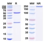 SDS-PAGE - Anti-PSMA Antibody [MDX121-A488] Biosimilar - BSA and Azide free (A340221) - Antibodies.com