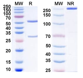 SDS-PAGE - Anti-PSMA Antibody [MLN274] Biosimilar - BSA and Azide free (A340222) - Antibodies.com